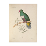 Ancient bird ornithological board