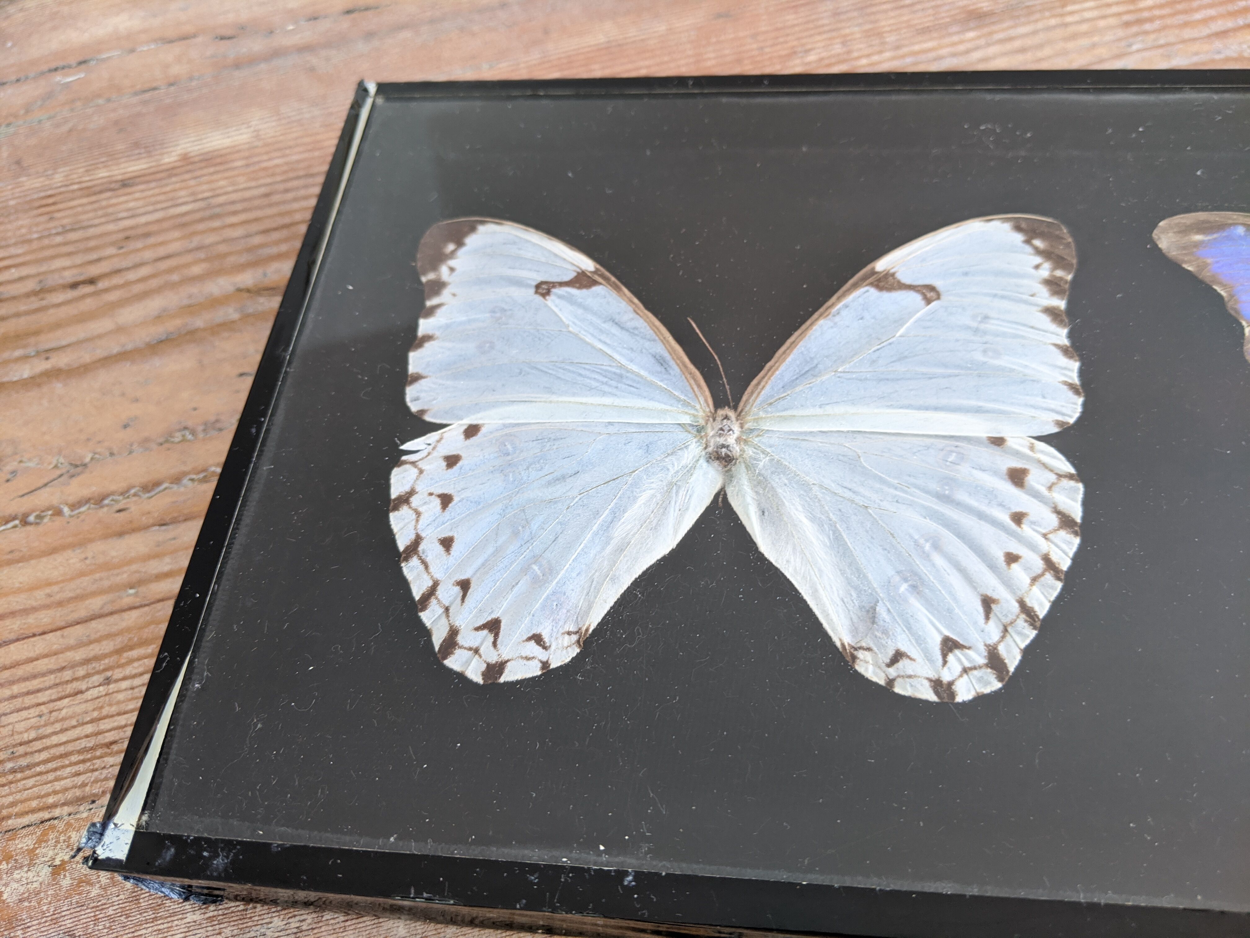 Naturalized butterflies