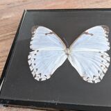 Naturalized butterflies