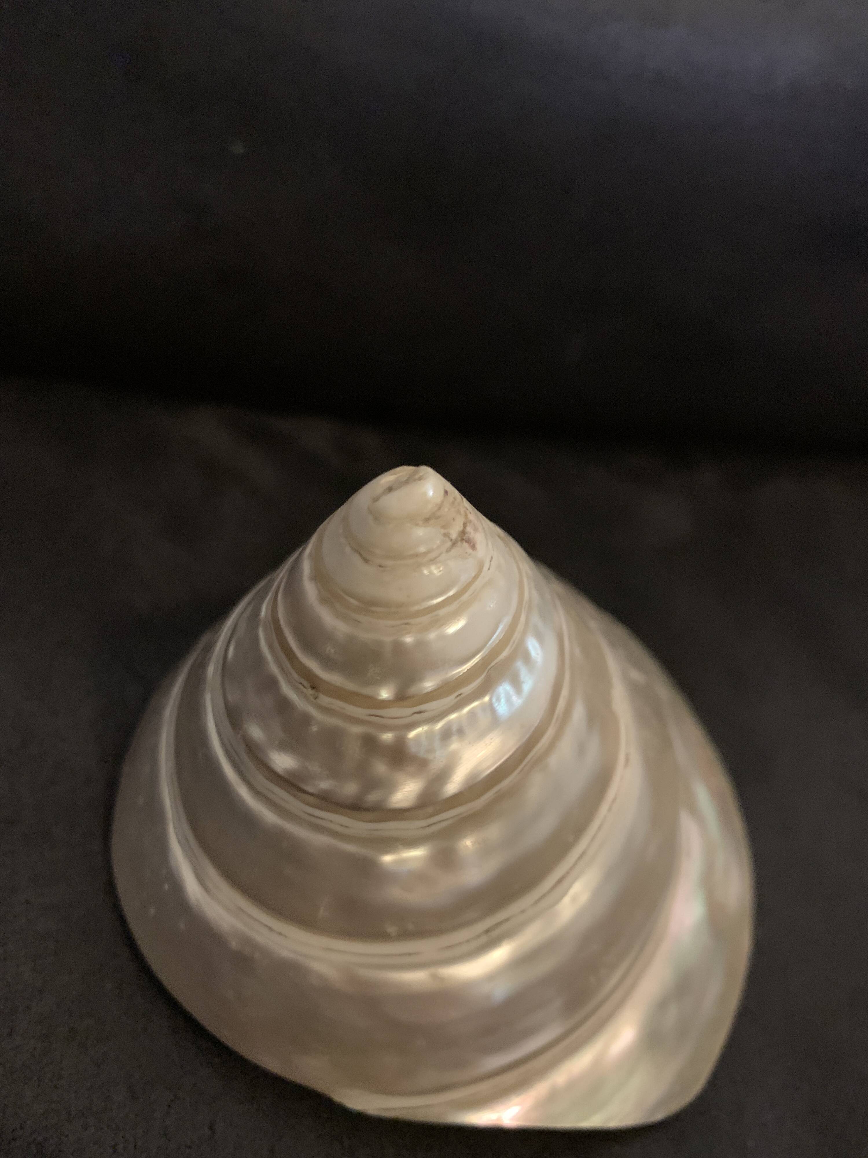 Troca shell decoration 8cm polished pearly Trocca Trochus decoration sea beach vintage old