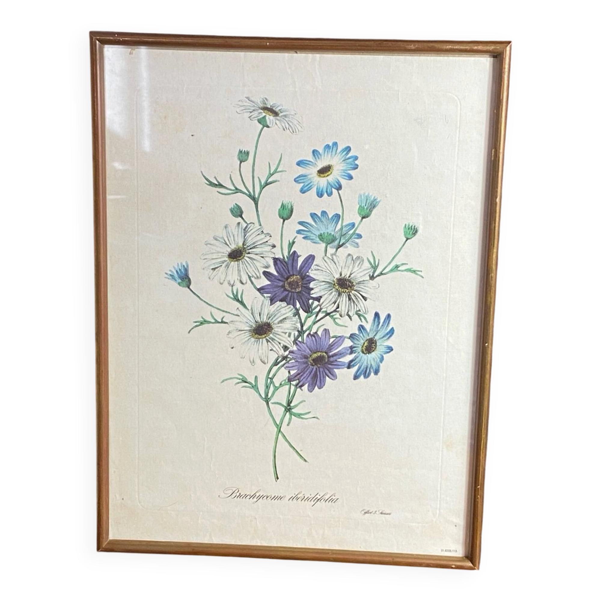 Poster, botanical plate Brachycome iberidifolia