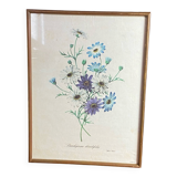 Poster, botanical plate Brachycome iberidifolia