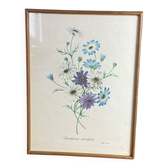 Poster, botanical plate Brachycome iberidifolia