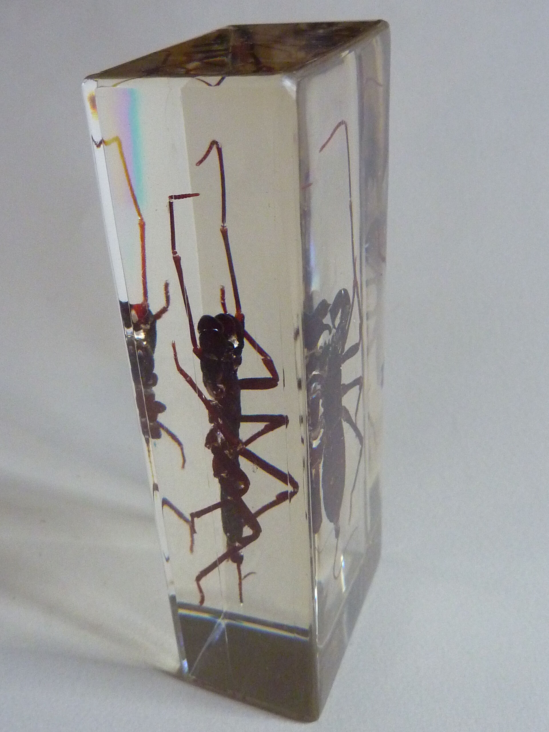 Inclusion insect, curiosity cabinet