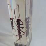 Inclusion insect, curiosity cabinet