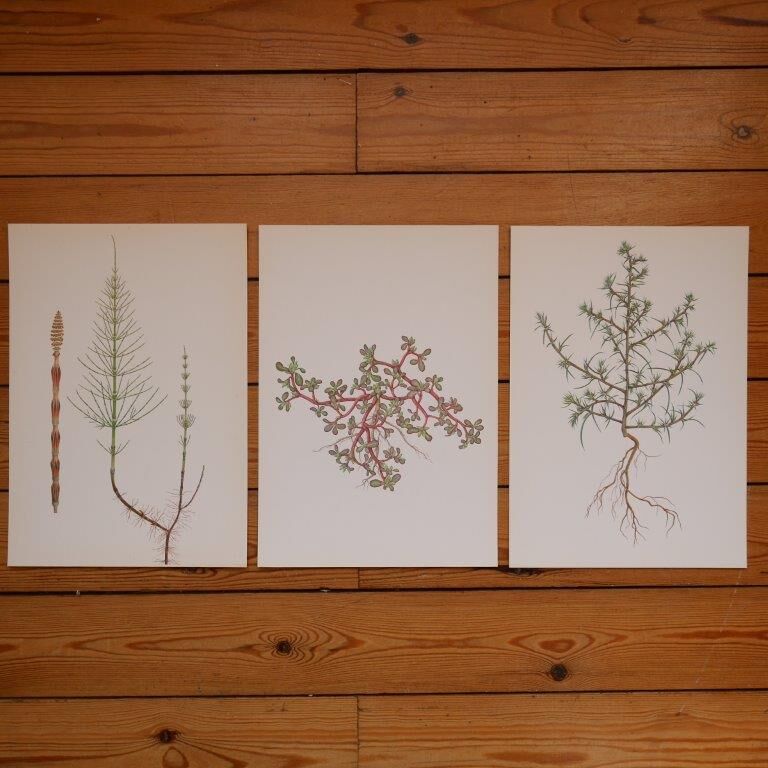 Set of 3 botanical plates Geigy, Prèle, soda and purslane