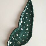 Begonia dish