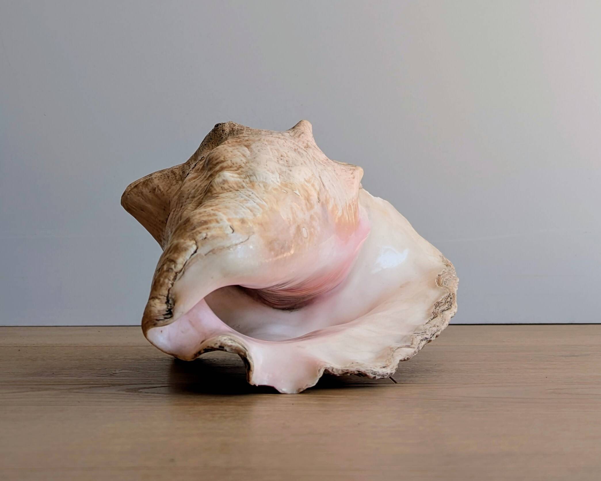 Conch Marine shell - Strombus alatus 26 cm 1.6 kg