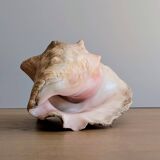 Conch Marine shell - Strombus alatus 26 cm 1.6 kg