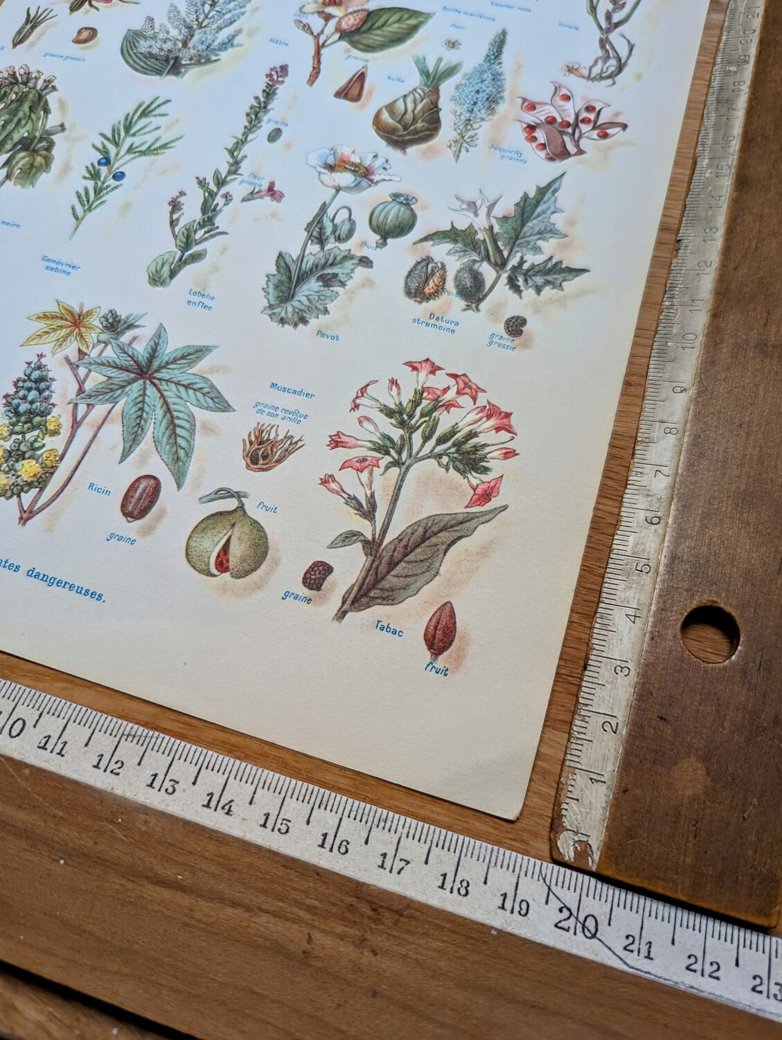 Printed in 1954, Dangerous Plants.