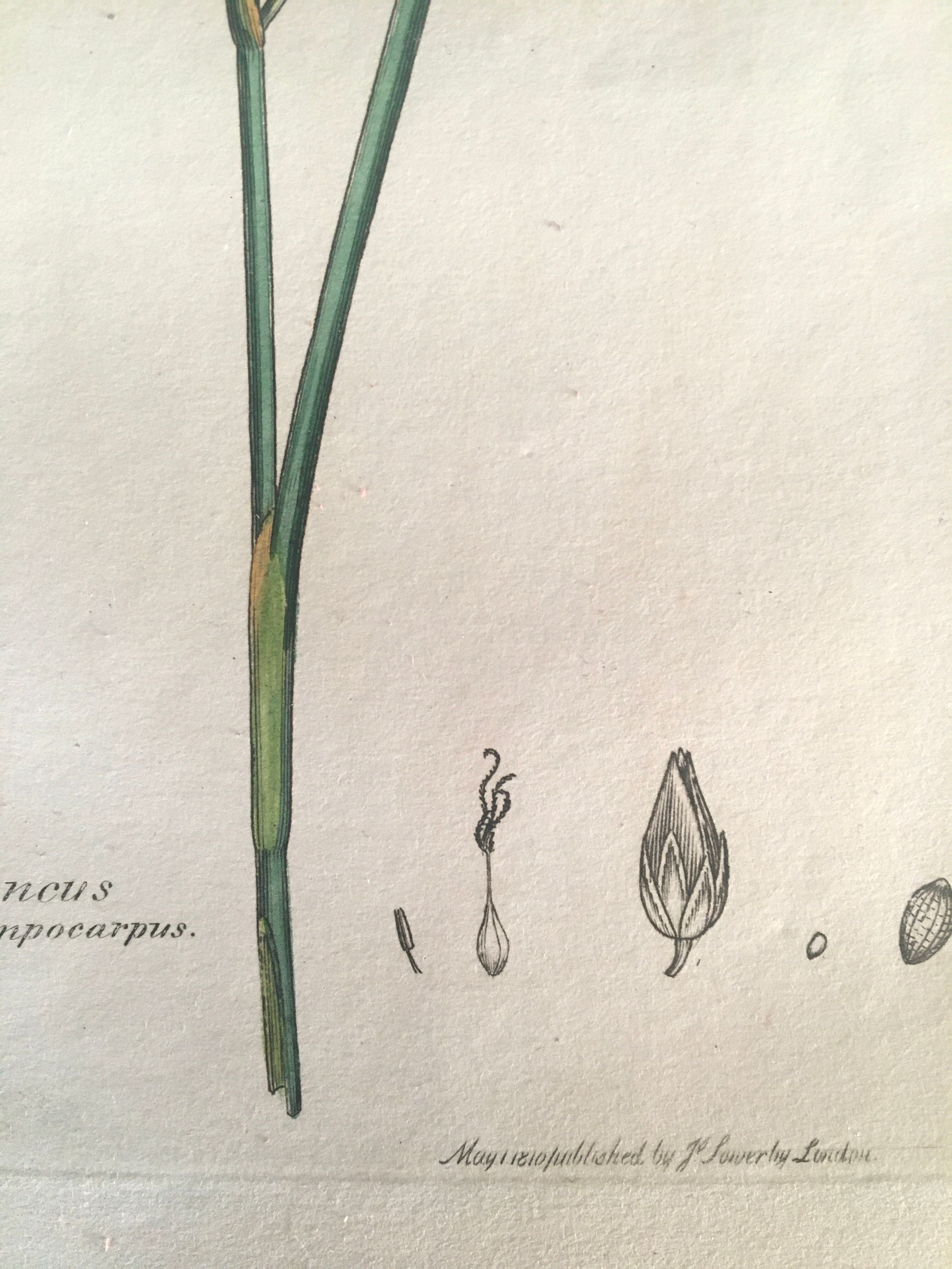 Three botanical plates published in 1809