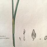 Three botanical plates published in 1809