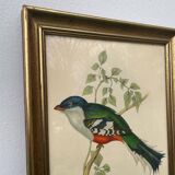 Ornithological engraving golden frame bird