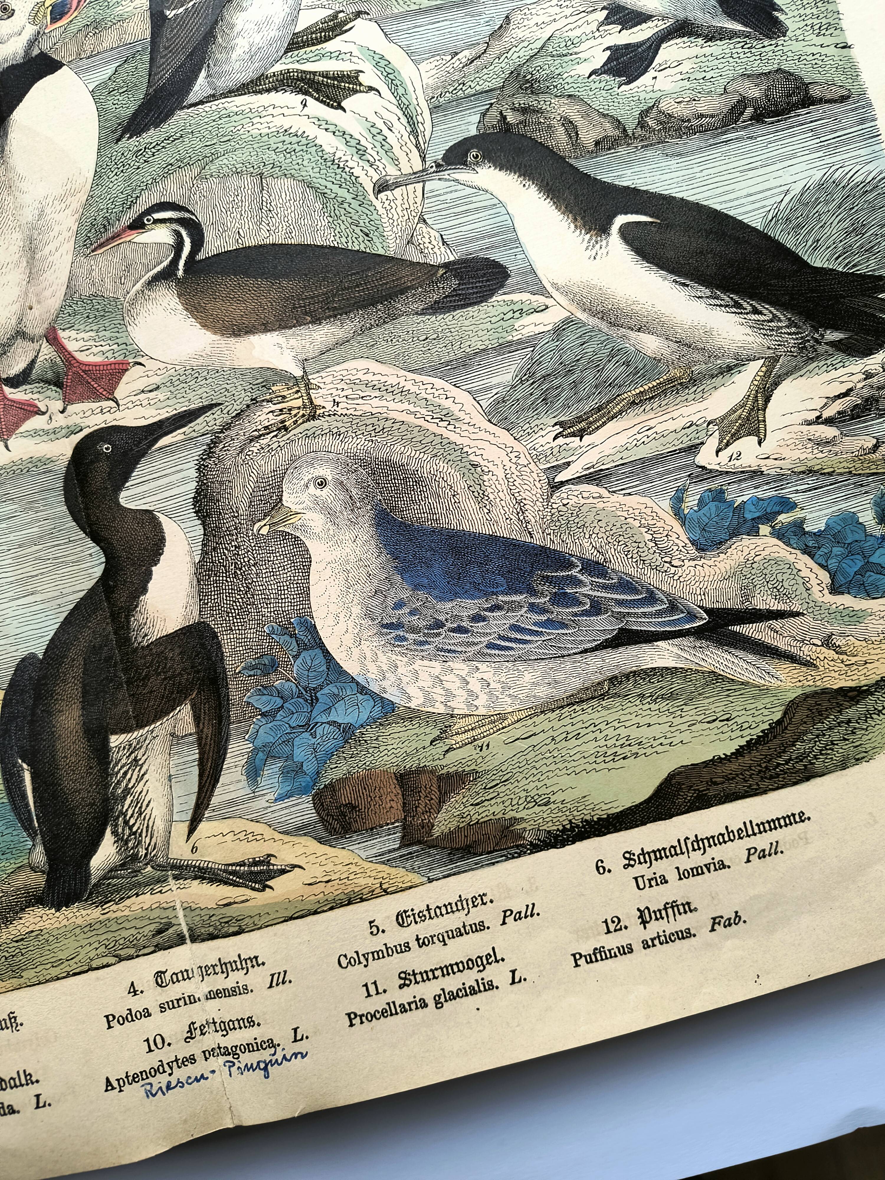 Engraving from 1886. Seabirds. Antique lithograph.