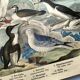 Engraving from 1886. Seabirds. Antique lithograph.