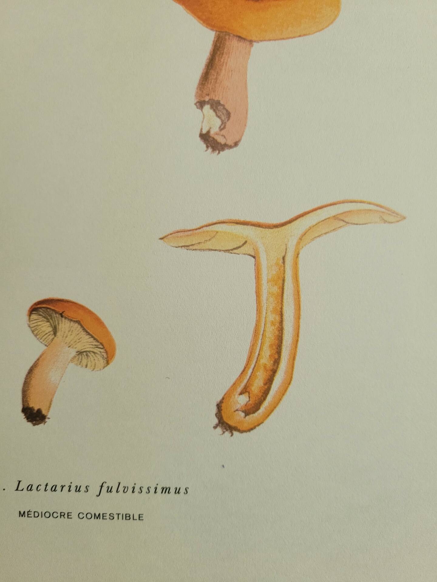 Botanical plate mushroom, 1960
