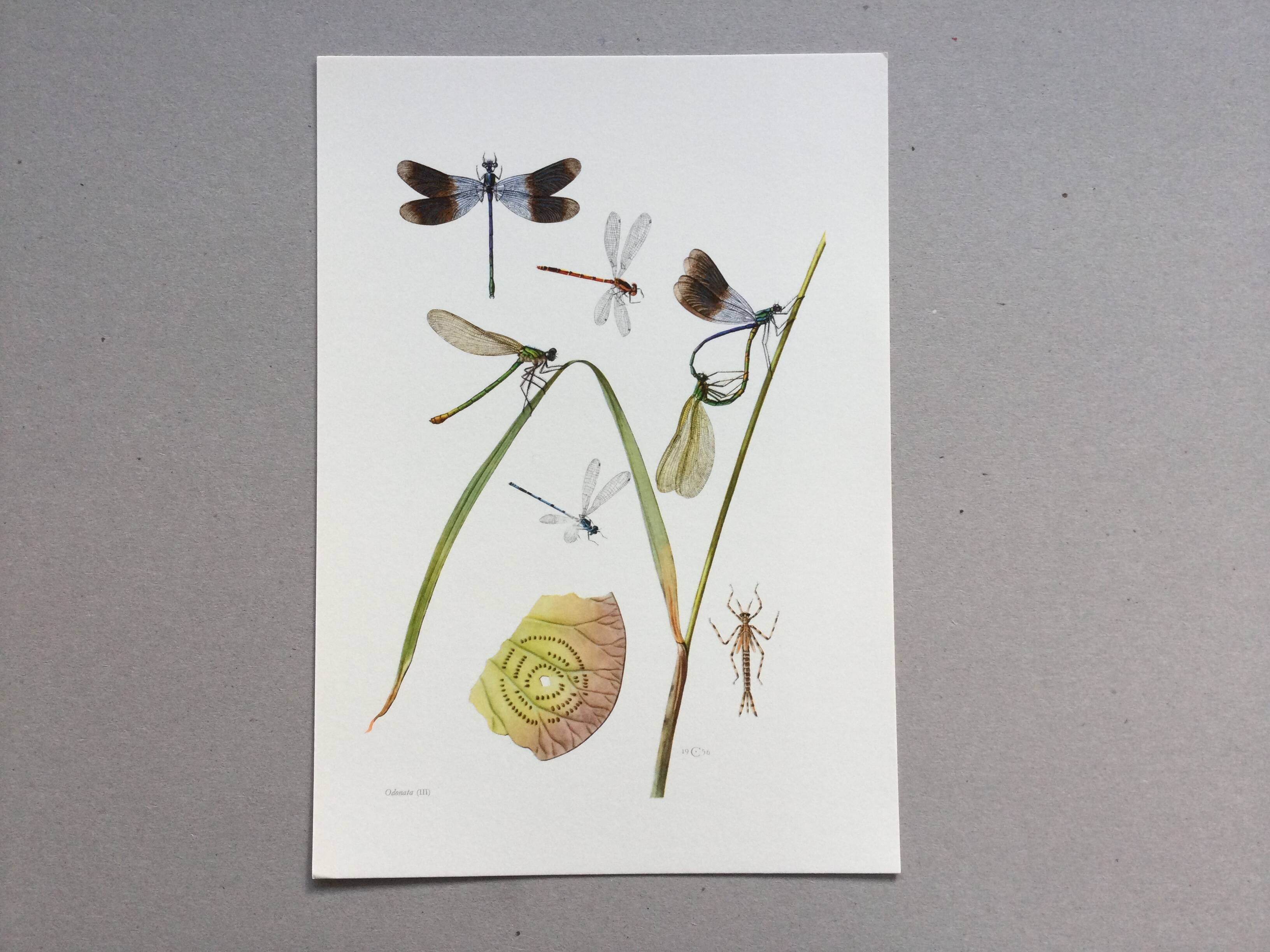 Old illustration "insects", 1960s.