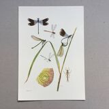 Illustration ancienne "insectes", années 60.