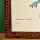 Vintage frame drawing of anemones by Redouté.