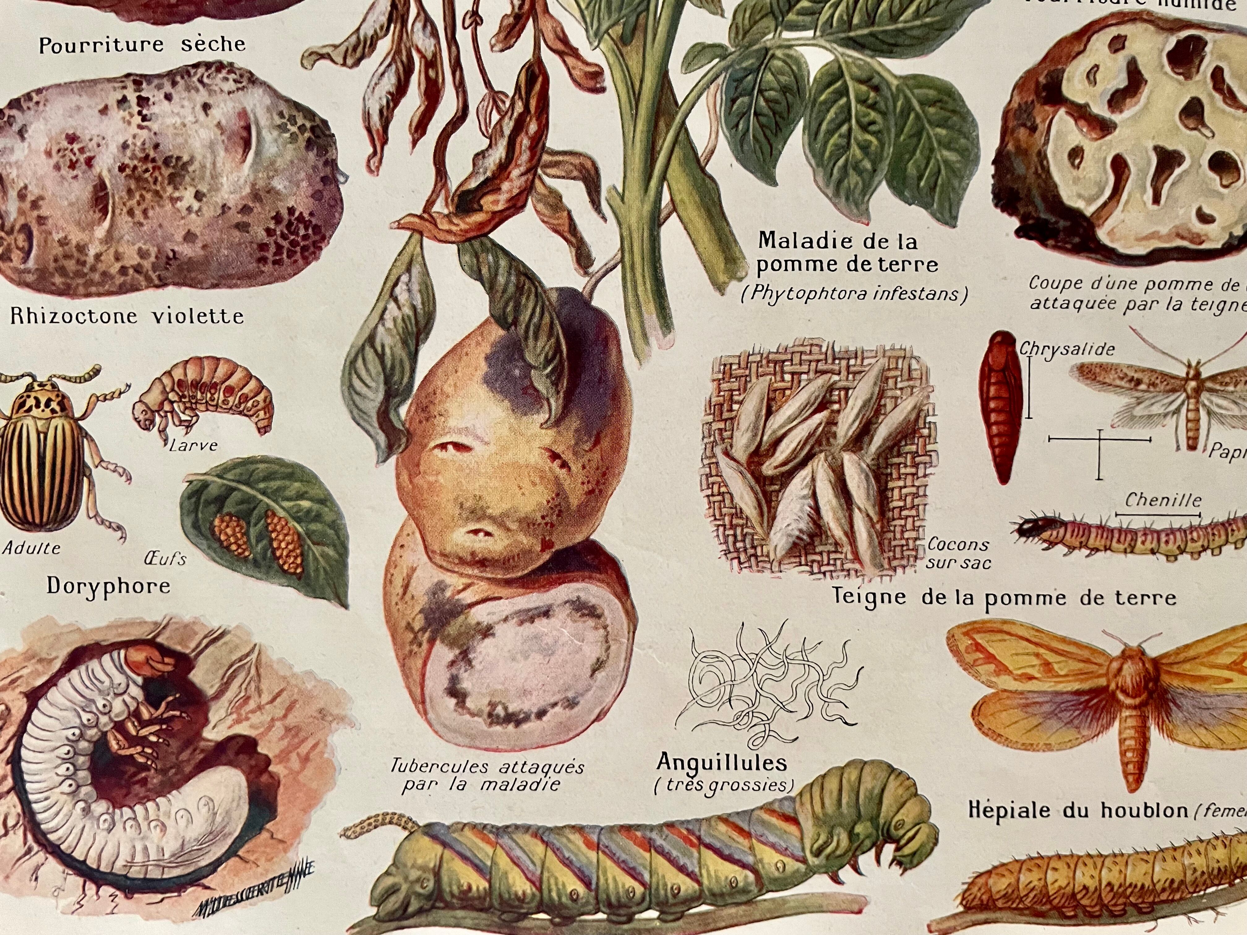 Lithographie sur les maladies et ennemis de la pomme de terre de 1921 XXXII