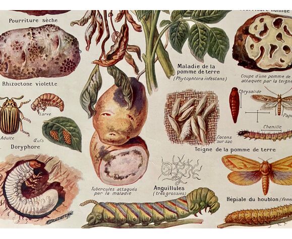 Lithographie sur les maladies et ennemis de la pomme de terre de 1921 XXXII