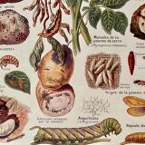 Lithograph on potato diseases and enemies from 1921 XXXII