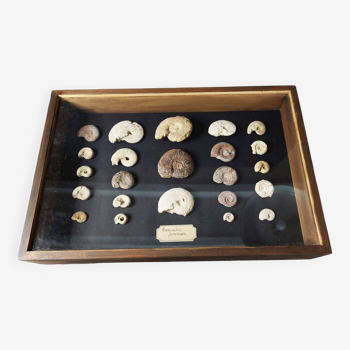 Fossils educational framework with collection of ammonites