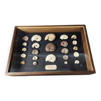 Fossiles cadre didactique avec collection d'ammonites