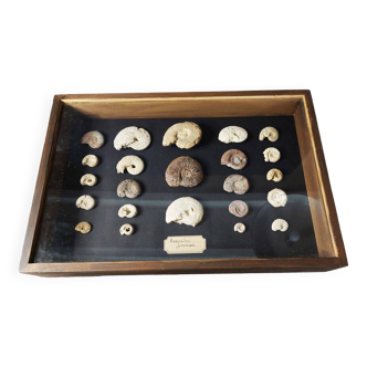 Fossils educational framework with collection of ammonites