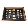 Fossiles cadre didactique avec collection d'ammonites