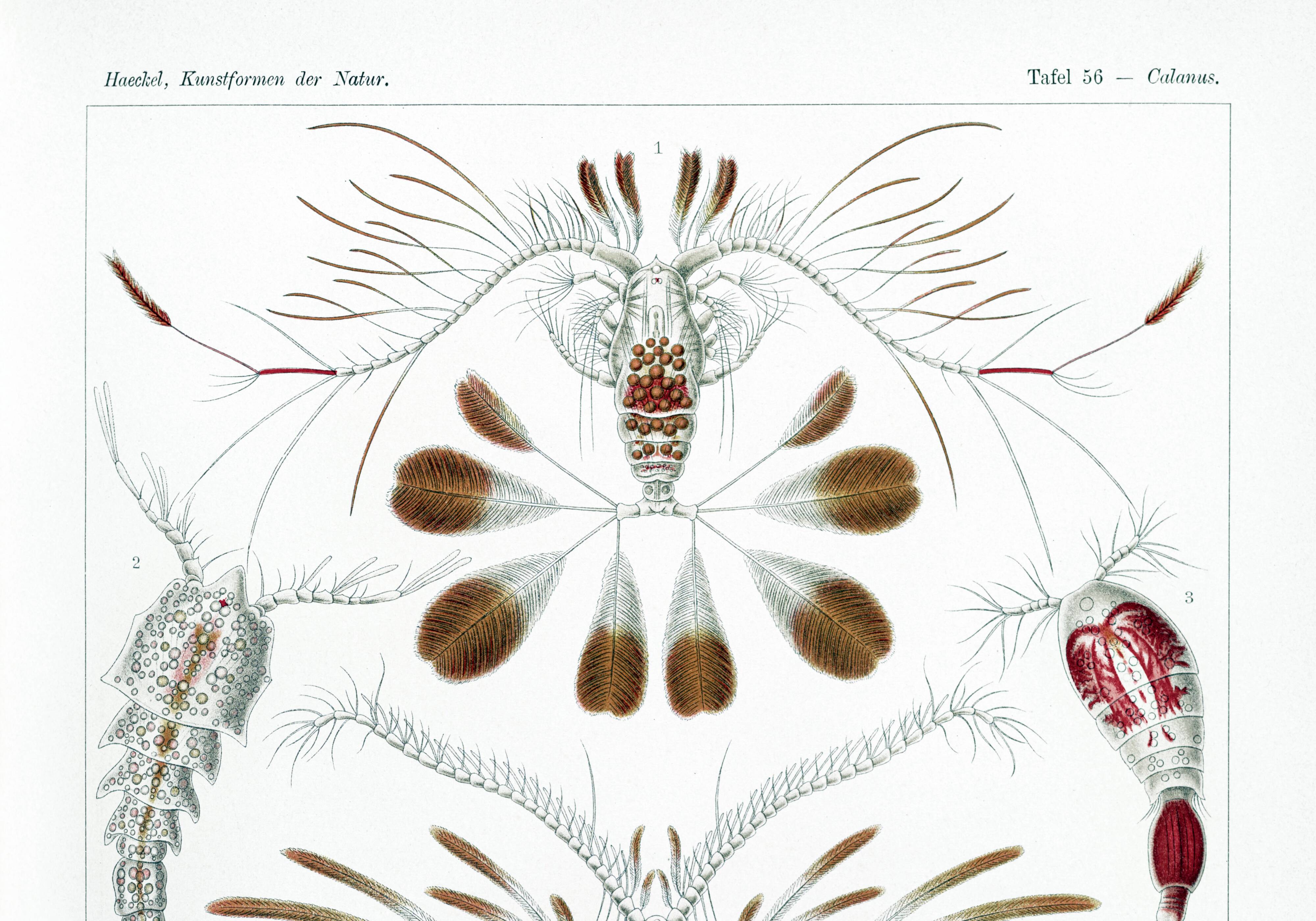 Poster about crustaceans, based on an old lithograph from 1904.