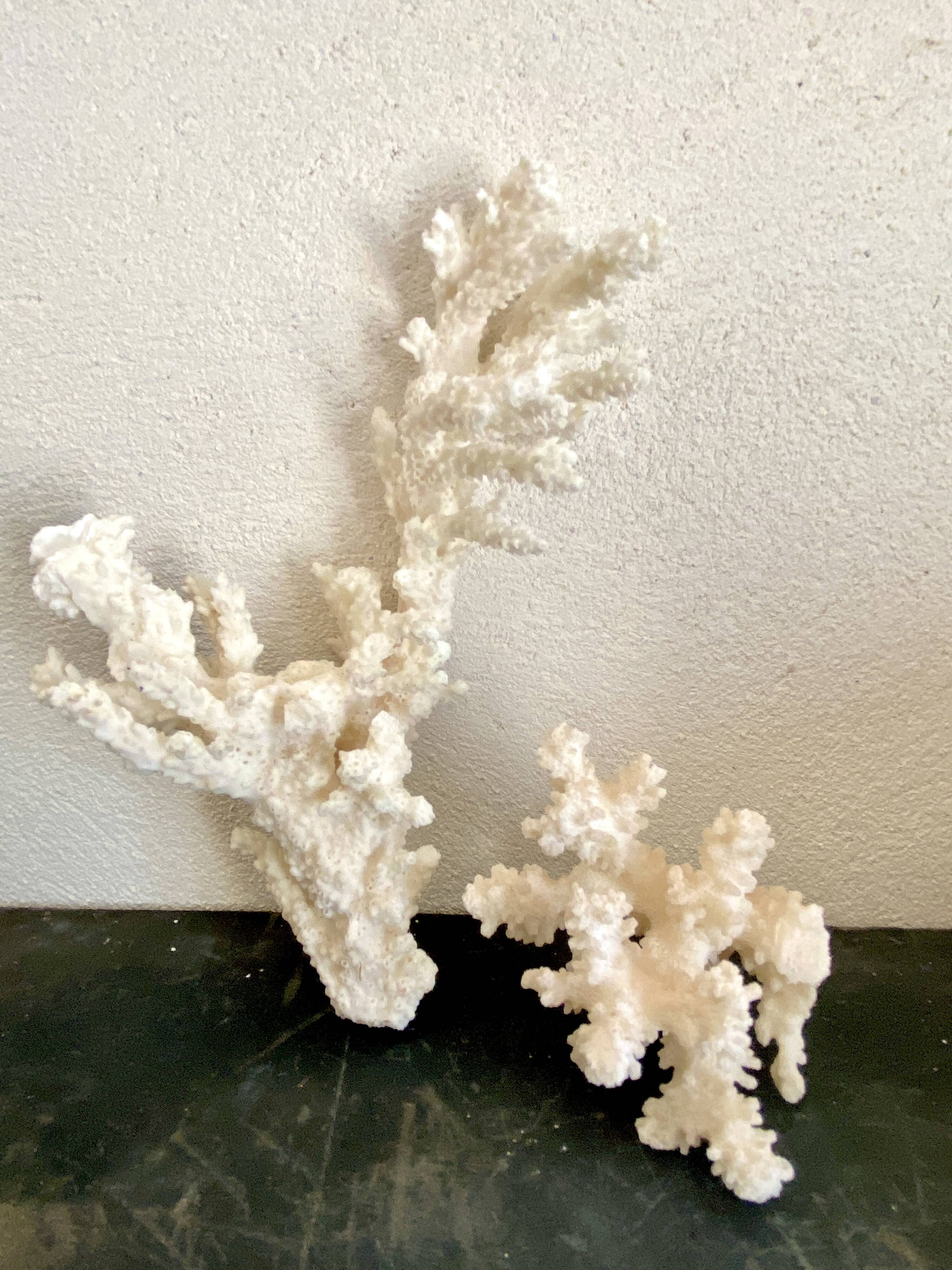 Corail 10 cm, cabinet de curiosités