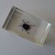 Lot 4 insectes inclusions résines vintage à identifier