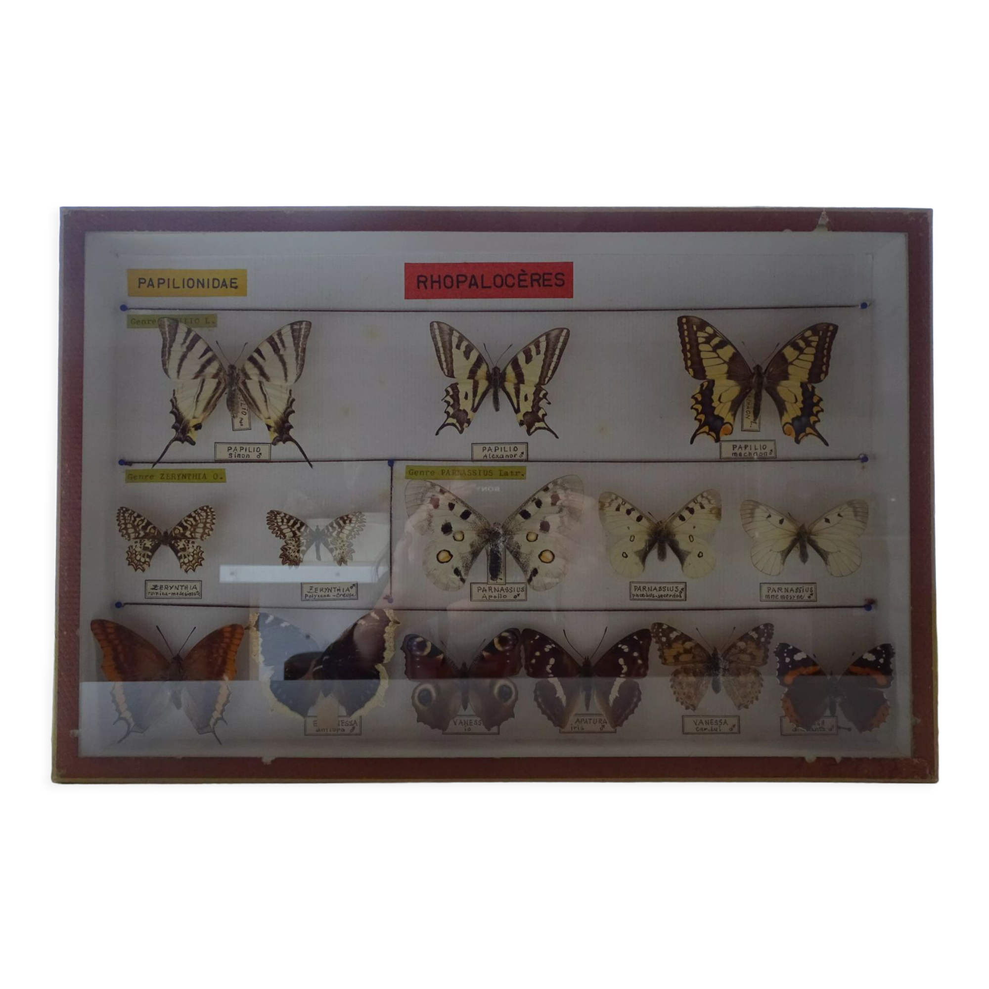 14 ancient stuffed butterflies under frame era 1930