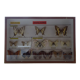 14 ancient stuffed butterflies under frame era 1930