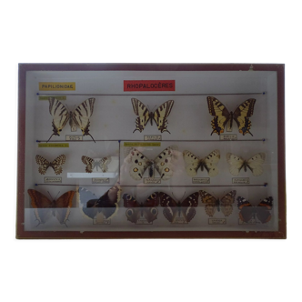 14 papillons naturalisés anciens sous cadre époque 1930