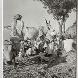 Original photograph by Suraj N Sharma: The Chaksu Pilgrimage