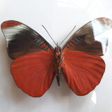 Papillon naturalisé encadré dans un cadre ovale bombé ancien
