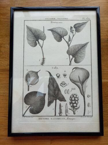 Gravure lithographie estampe botanique encyclopédie histoire naturelle XVIIIeme siècle