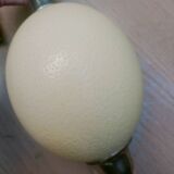 English lamp base, ostrich egg