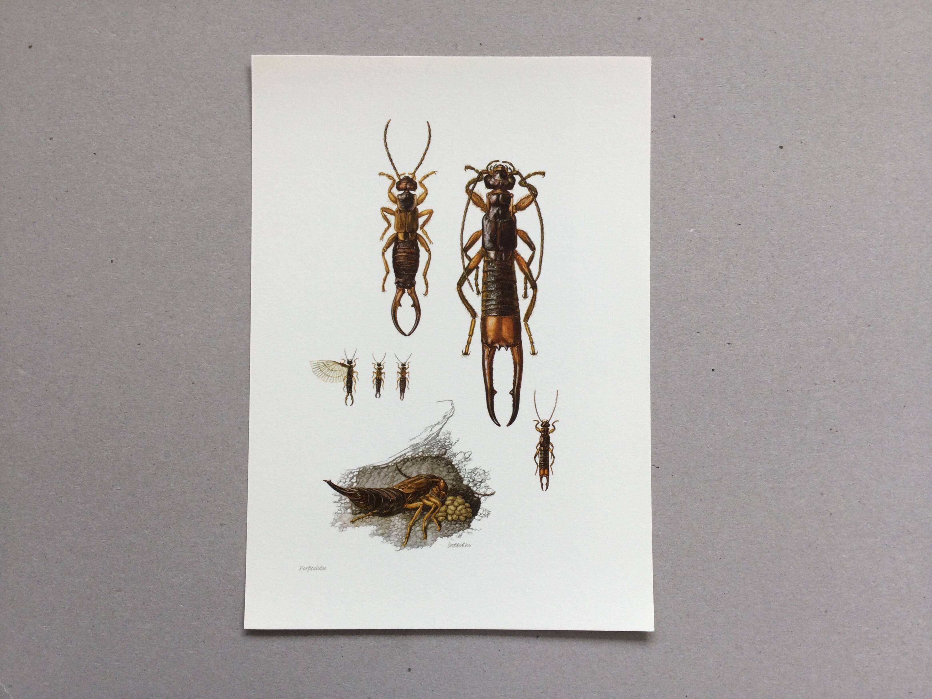 Illustration ancienne "insectes", années 60.