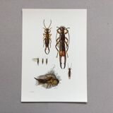 Illustration ancienne "insectes", années 60.