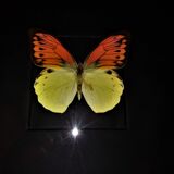 Entomology frame with butterfly hebomoia leucippe