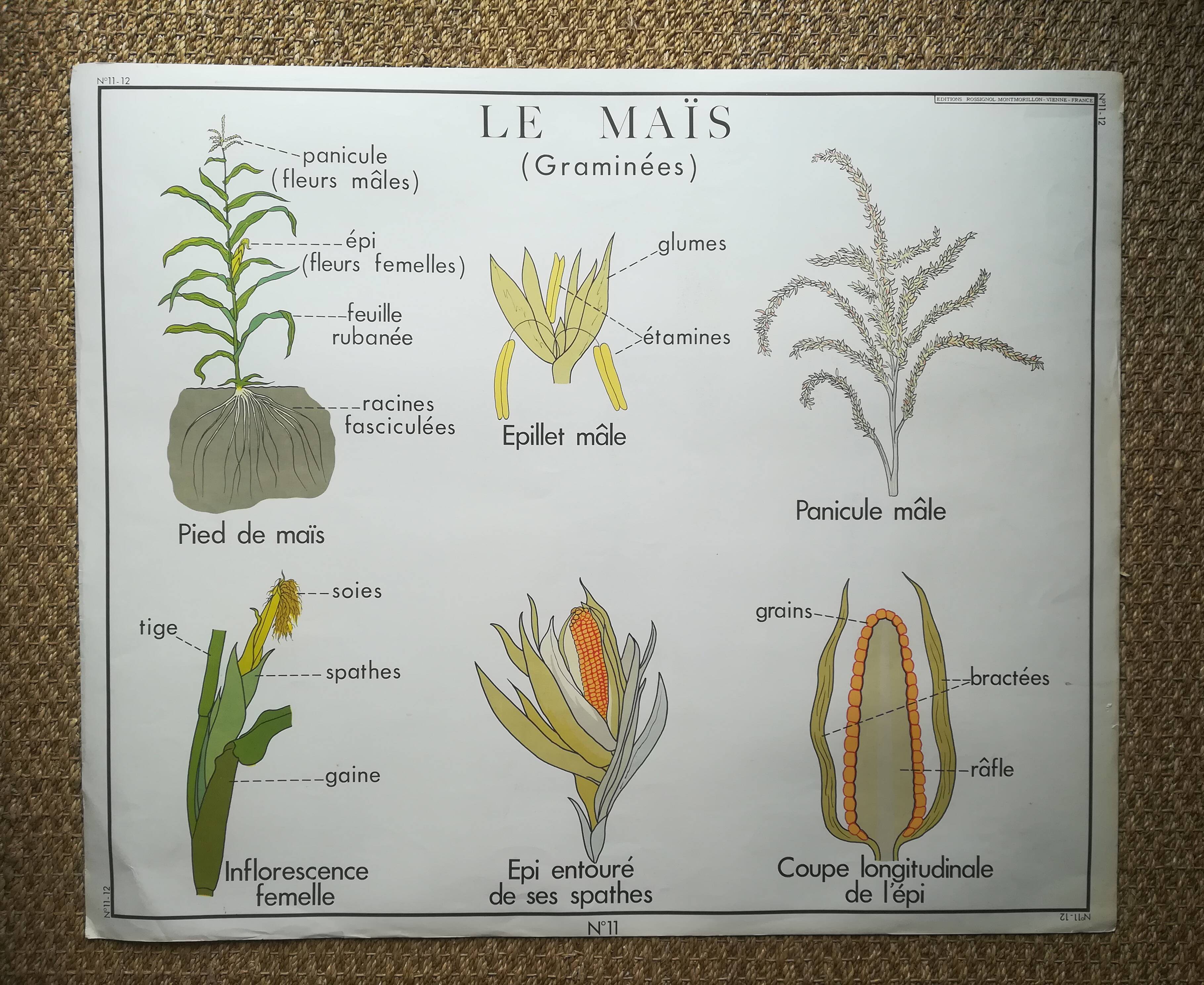Affiche pédagogique Rossignol "Le maïs et le mil" vintage.