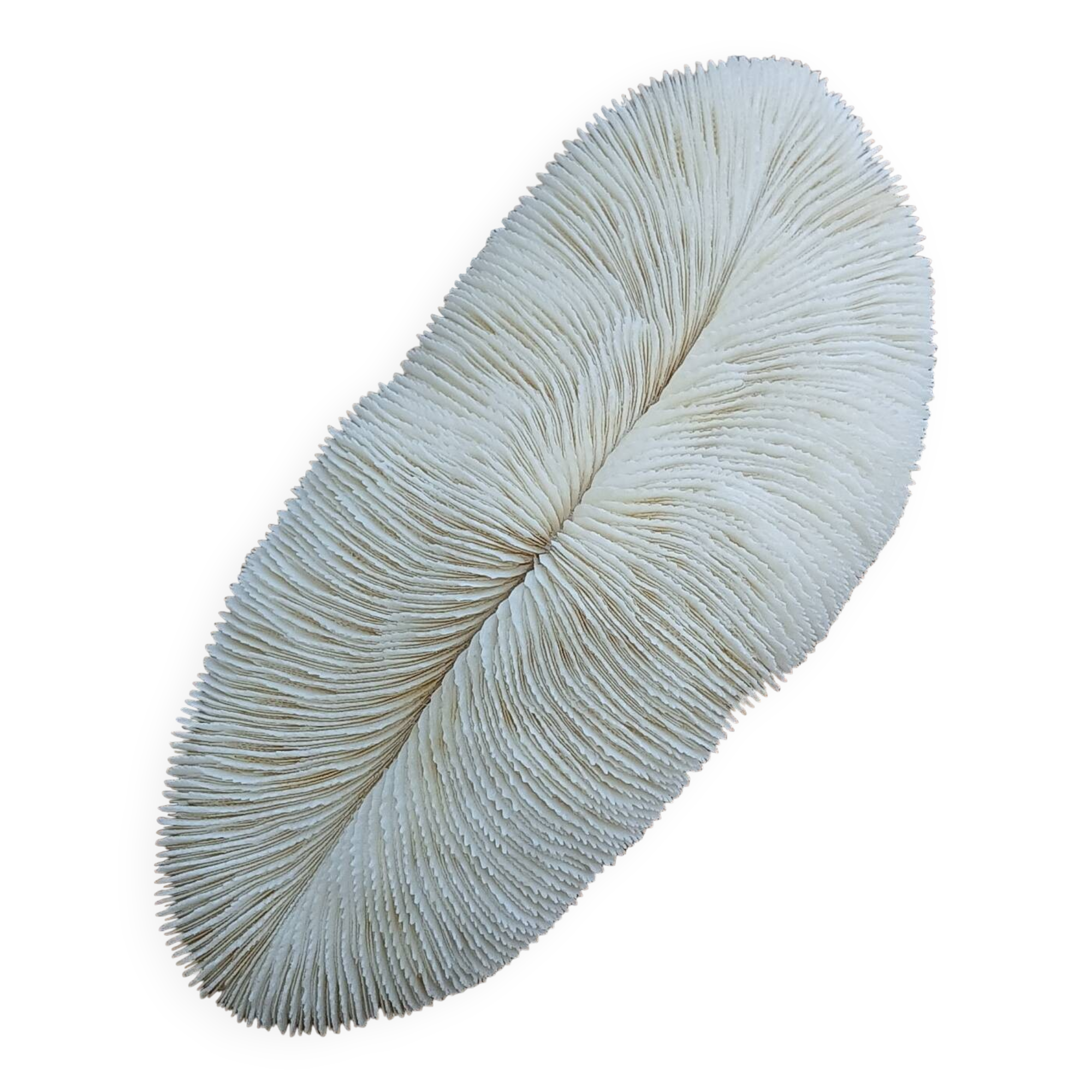 White Coral Fungia 24 cm