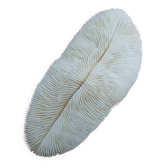 Corail blanc Fungia 24 cm