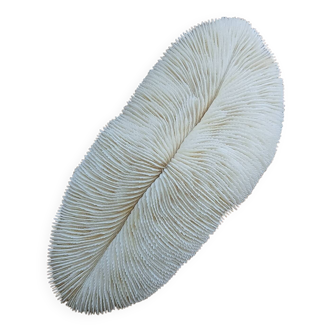 White Coral Fungia 24 cm