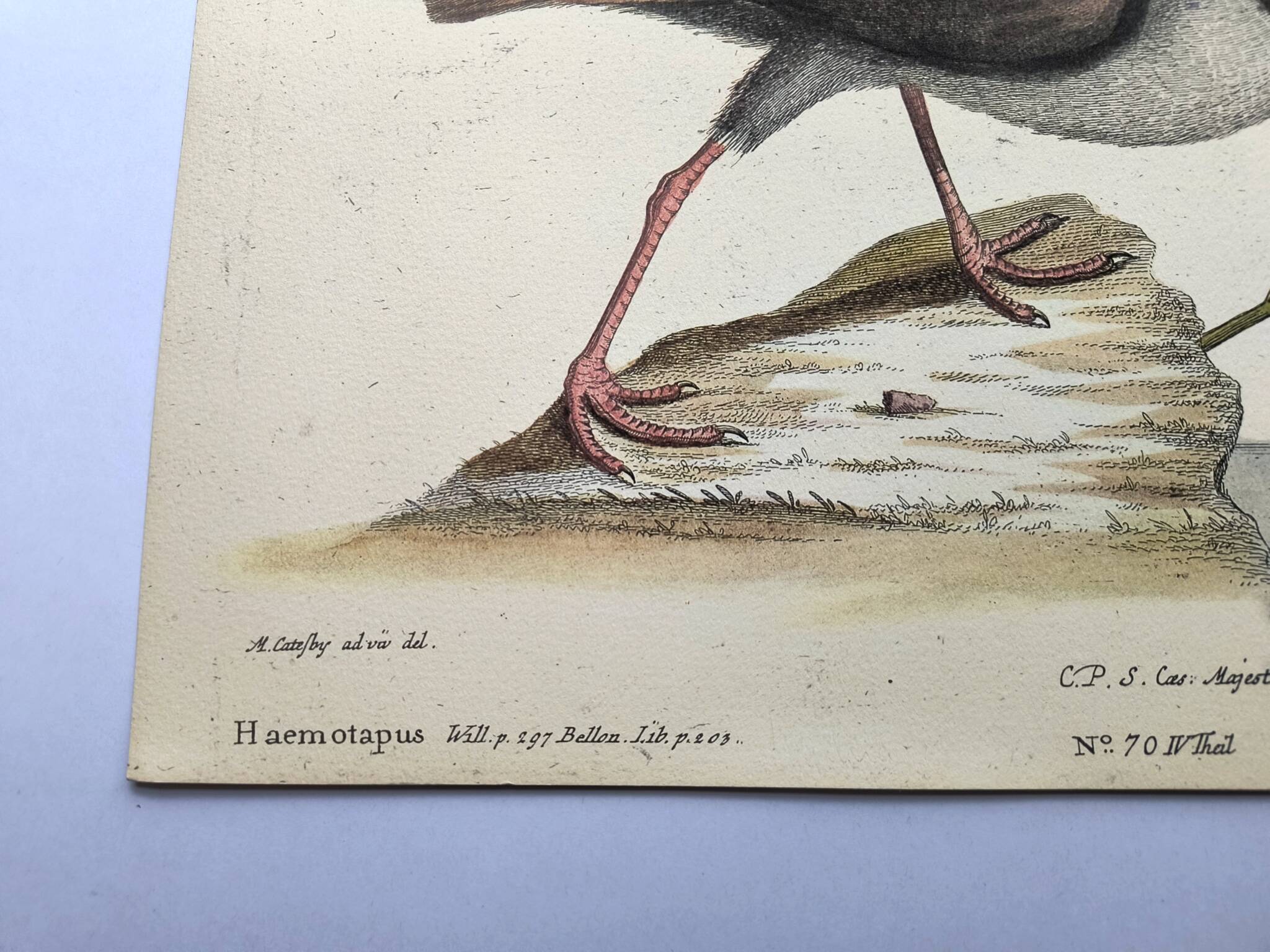 Antique bird plate - The Oyster Taker - beautiful engraving by Seligmann