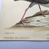 Planche ancienne oiseaux -Le Preneur d'huitres- belle gravure de Seligmann