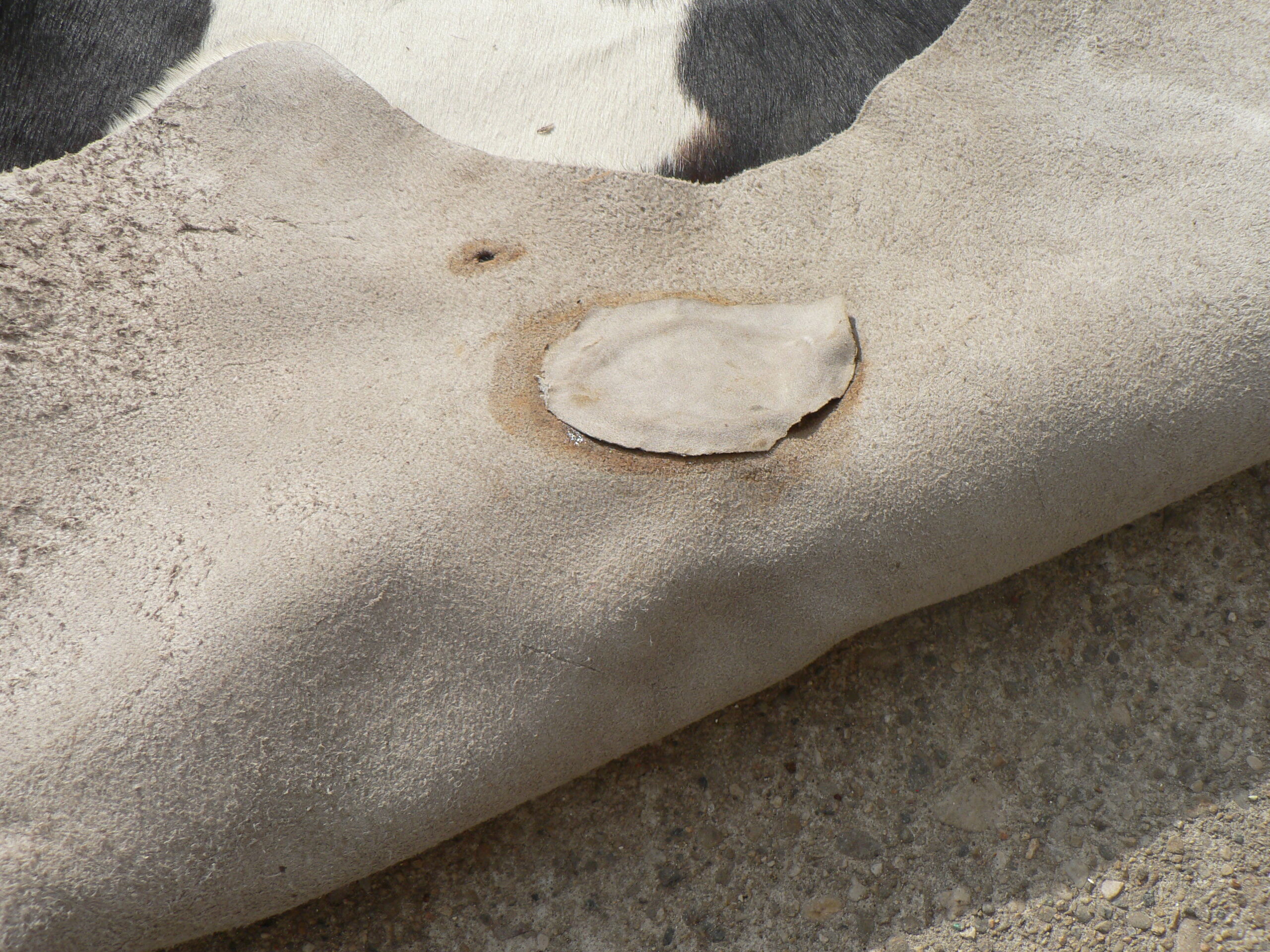 Rug cow skin, 215 x 195